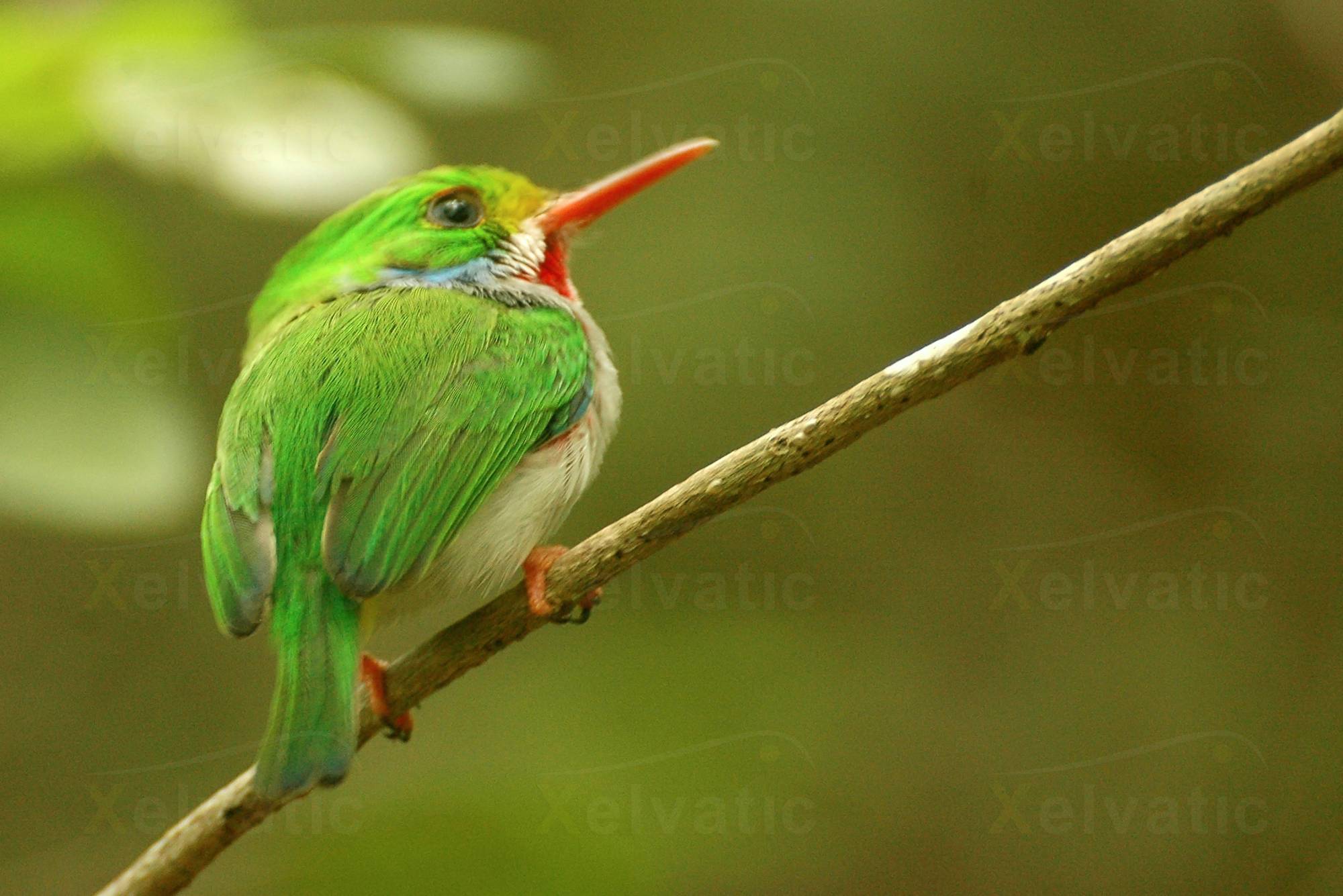 «10 Tips Básicos para Fotografiar Aves y no Morir en el Intento»
